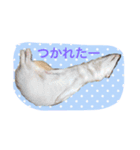 そららんの日常スタンプ（個別スタンプ：1）