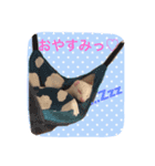 そららんの日常スタンプ（個別スタンプ：5）