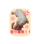 そららんの日常スタンプ（個別スタンプ：11）