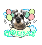 ミニチュアシュナウザーのちゃっちゃん（個別スタンプ：8）