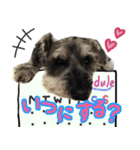 ミニチュアシュナウザーのちゃっちゃん（個別スタンプ：13）