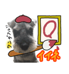 ミニチュアシュナウザーのちゃっちゃん（個別スタンプ：16）
