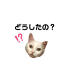 しょうちゃんのねこ しろちゃん（個別スタンプ：3）