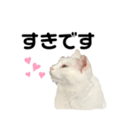 しょうちゃんのねこ しろちゃん（個別スタンプ：7）