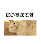 しょうちゃんのねこ しろちゃん（個別スタンプ：14）