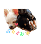 我が家のココとチョコ 第2弾（個別スタンプ：7）