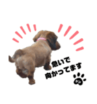 犬のケンちゃんスタンプ②（個別スタンプ：1）