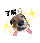 犬のケンちゃんスタンプ②（個別スタンプ：3）