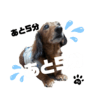 犬のケンちゃんスタンプ②（個別スタンプ：4）