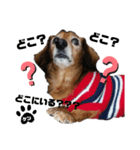 犬のケンちゃんスタンプ②（個別スタンプ：5）