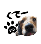 犬のケンちゃんスタンプ②（個別スタンプ：7）