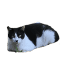 うちのねこたちです（個別スタンプ：1）