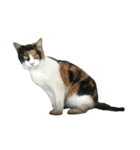 うちのねこたちです（個別スタンプ：14）