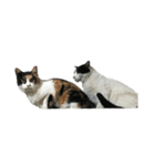 うちのねこたちです（個別スタンプ：16）