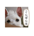今日のすあま③（個別スタンプ：8）