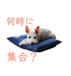 今日のすあま③（個別スタンプ：11）