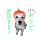 今日のすあま③（個別スタンプ：15）