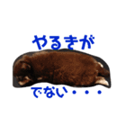 やる気ないチワワ（個別スタンプ：7）