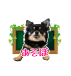 ロングコートチワワのネルちゃん（個別スタンプ：3）