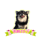 ロングコートチワワのネルちゃん（個別スタンプ：11）