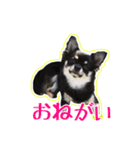 ロングコートチワワのネルちゃん（個別スタンプ：14）