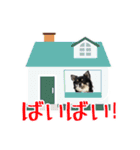 ロングコートチワワのネルちゃん（個別スタンプ：21）