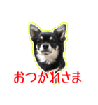 ロングコートチワワのネルちゃん（個別スタンプ：24）