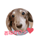 ダックスのれんくんスタンプ（個別スタンプ：1）