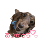 ダックスのれんくんスタンプ（個別スタンプ：5）