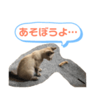 ねこねこねこ2（個別スタンプ：1）