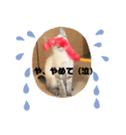 ねこねこねこ2（個別スタンプ：3）