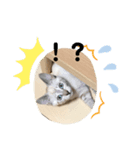 ねこねこねこ2（個別スタンプ：4）