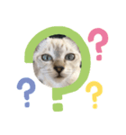 ねこねこねこ2（個別スタンプ：5）
