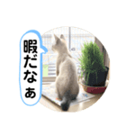 ねこねこねこ2（個別スタンプ：6）