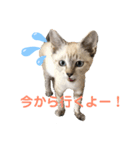 ねこねこねこ2（個別スタンプ：7）