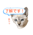 ねこねこねこ2（個別スタンプ：8）