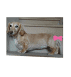 Mizuno Family Pet.（個別スタンプ：11）