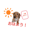 ミニチュアダックスフンドのジェリー（個別スタンプ：1）