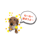 ミニチュアダックスフンドのジェリー（個別スタンプ：7）
