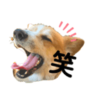 おっとりゆったりQ太郎！part 2（個別スタンプ：16）