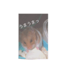 ハムちゃん！日常会話（個別スタンプ：4）