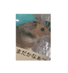 ハムちゃん！日常会話（個別スタンプ：11）