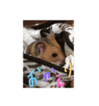 ハムちゃん！日常会話（個別スタンプ：12）