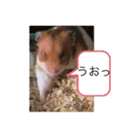 ハムちゃん！日常会話（個別スタンプ：13）