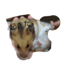 ハムちゃん！日常会話（個別スタンプ：16）