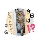 ライルのスタンプ（個別スタンプ：5）