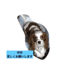 キャミーU^ェ^U（個別スタンプ：1）