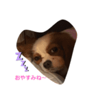 キャミーU^ェ^U（個別スタンプ：2）