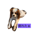 キャミーU^ェ^U（個別スタンプ：6）