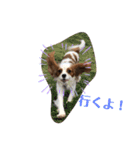 キャミーU^ェ^U（個別スタンプ：14）